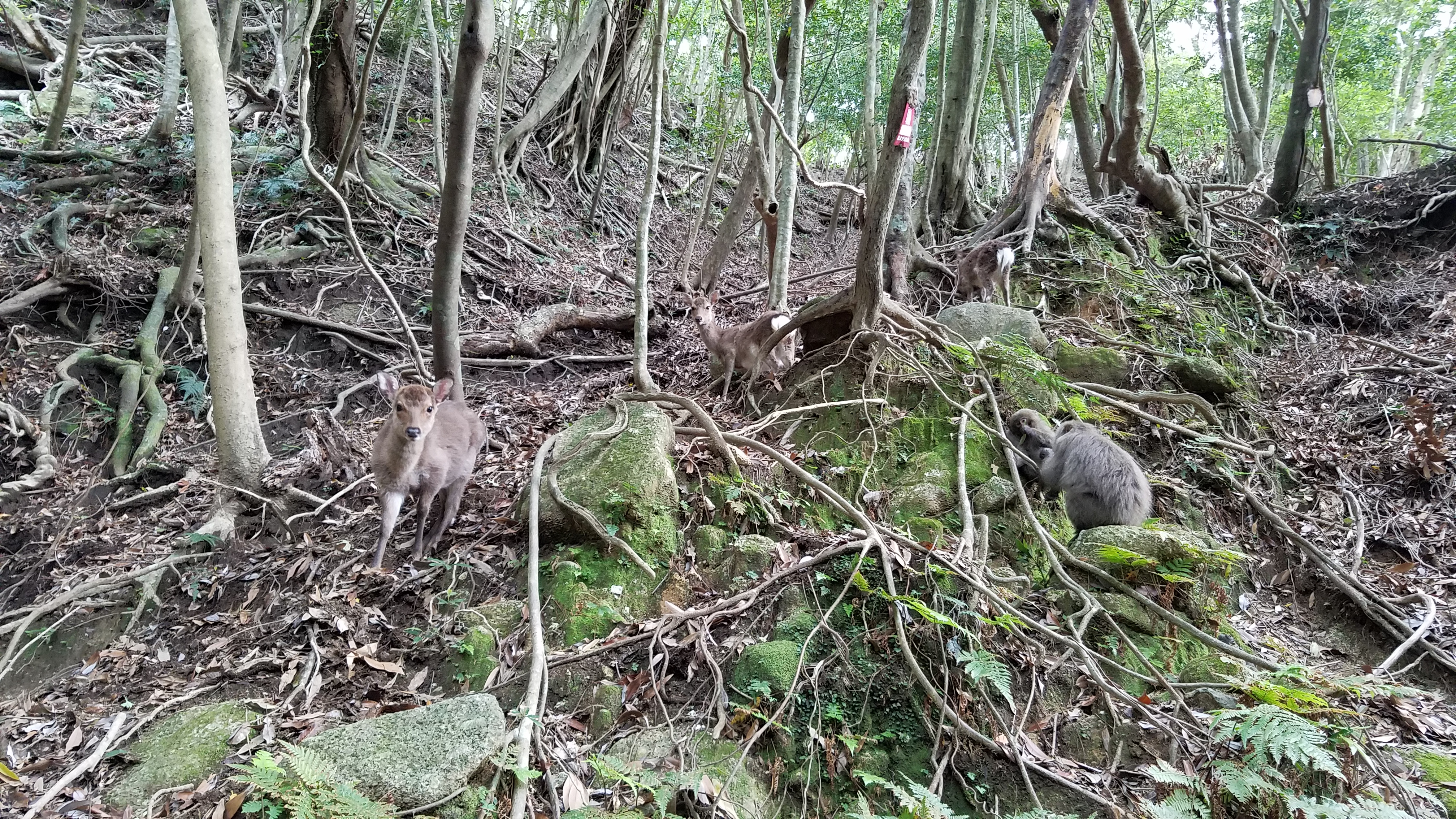 can you see the deer and monkeys?